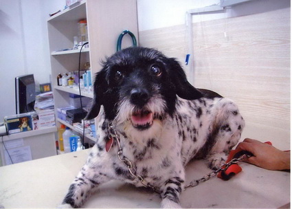 Der Hund hatte eine Virusinfektion und wurde von Frau Dr. Vassileva erfolgreich behandelt. Der Hund hat ein sehr gutes Zuhause.